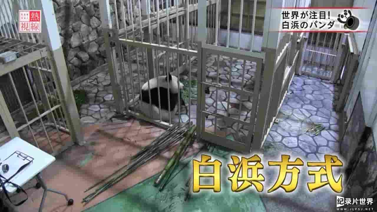 NHK纪录片《熊猫育幼百天记》全1集