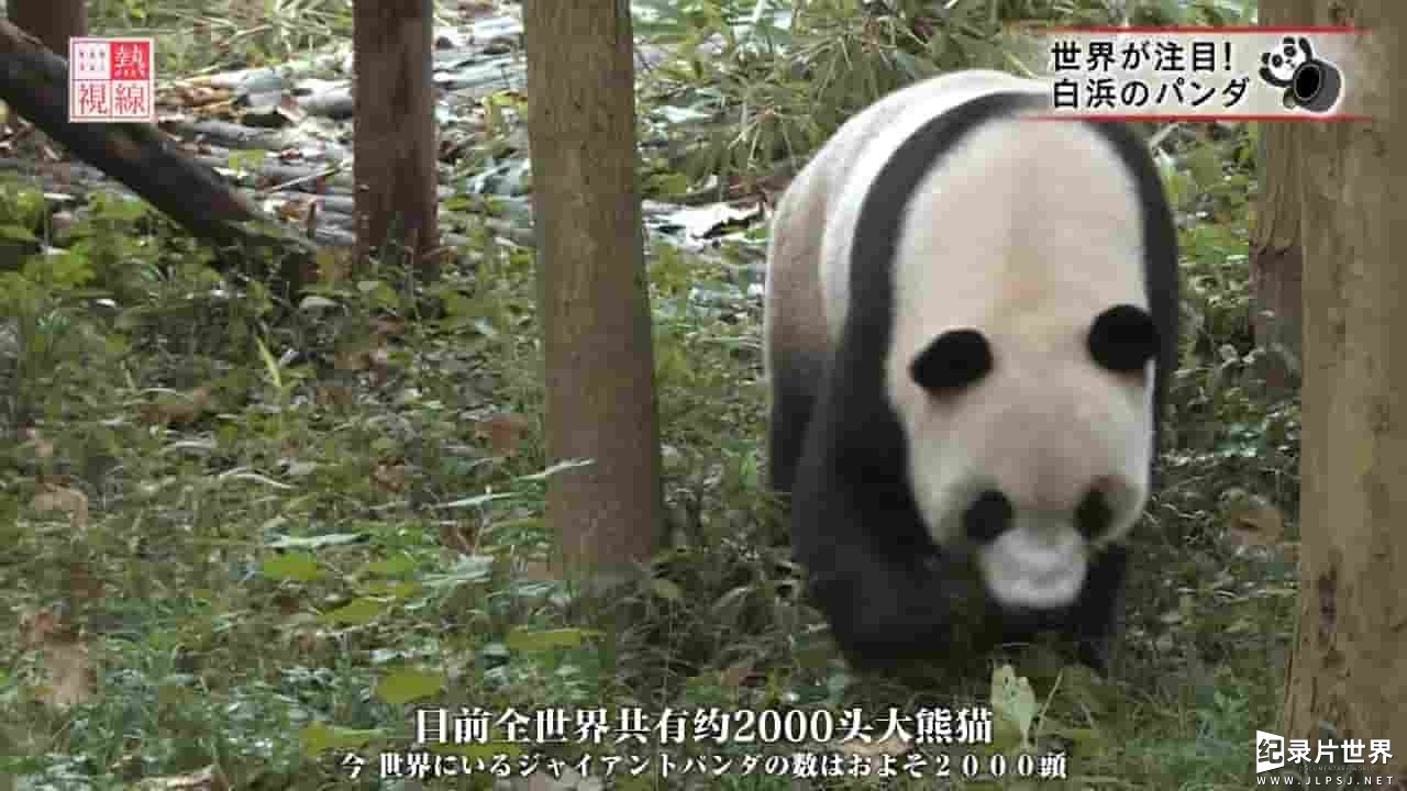 NHK纪录片《熊猫育幼百天记》全1集