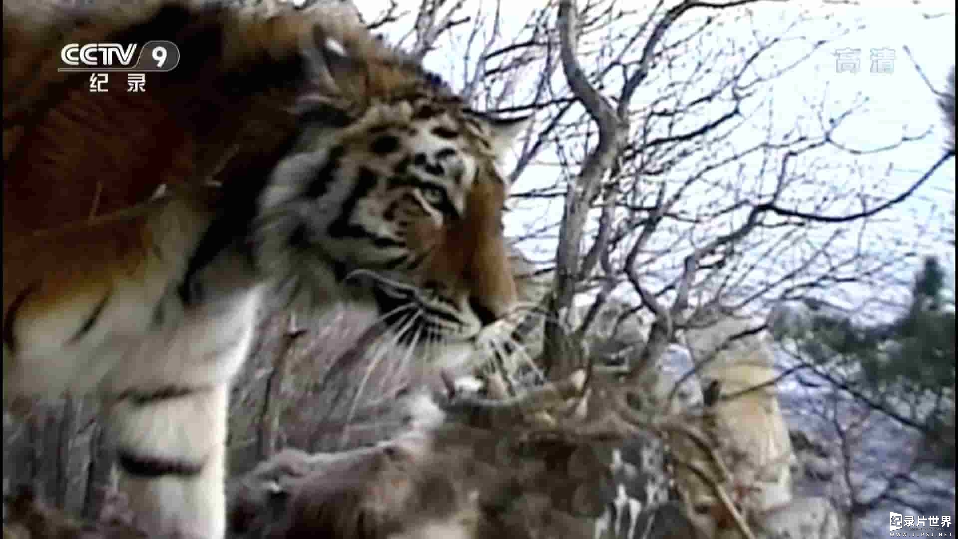央视纪录片《寰宇视野 追寻西伯利亚虎 Hunt For The Russina Tiger 2016》全1集