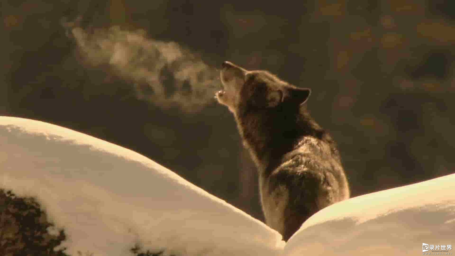 美国纪录片《狼医学/狼人类的解药 Medicine of the Wolf 2015》全1集