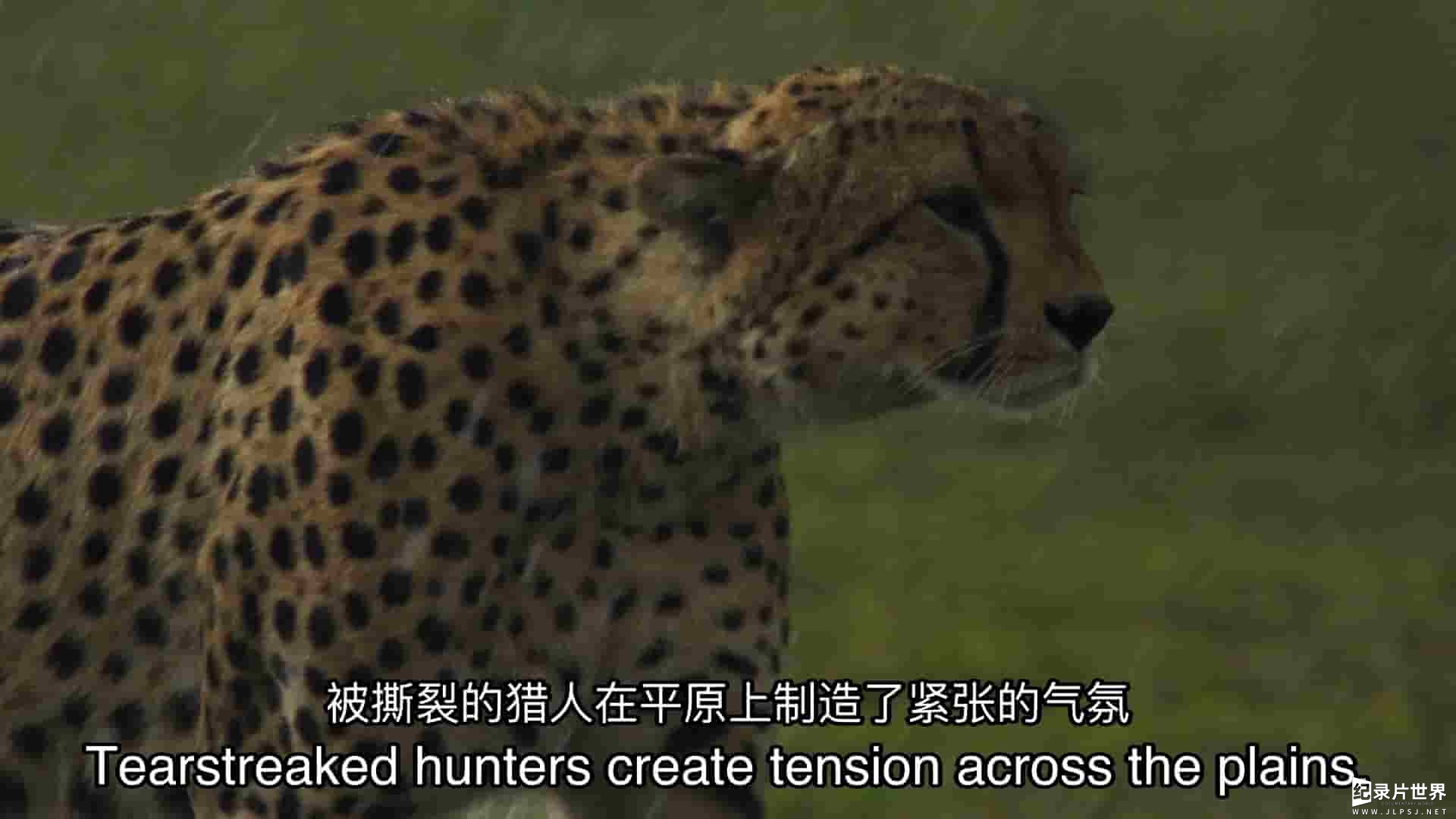 国家地理《猎豹之道 The Way Of The Cheetah 2022》全1集