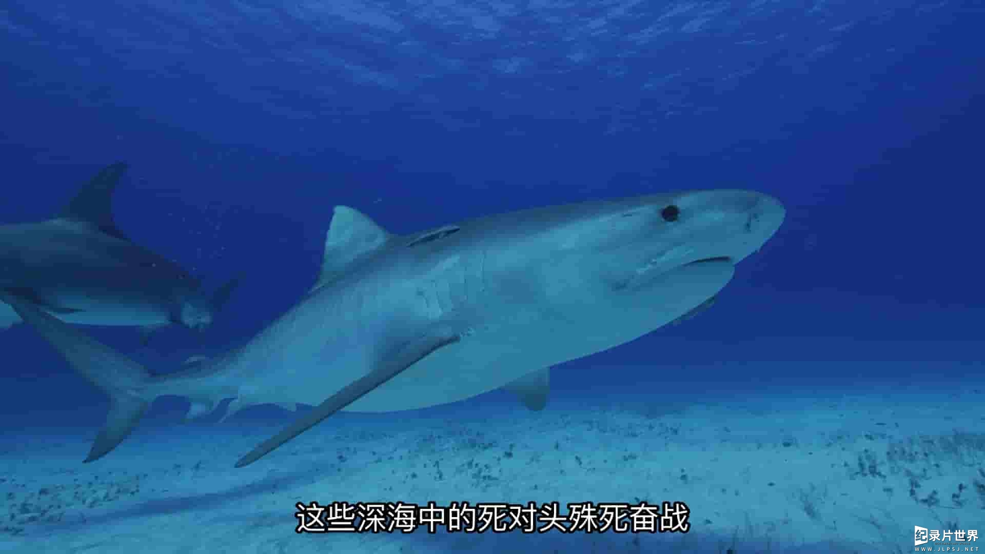 国家地理《鲨鱼海豚浴血战 Sharks vs. Dolphins: Blood Battle 2020》全1集 