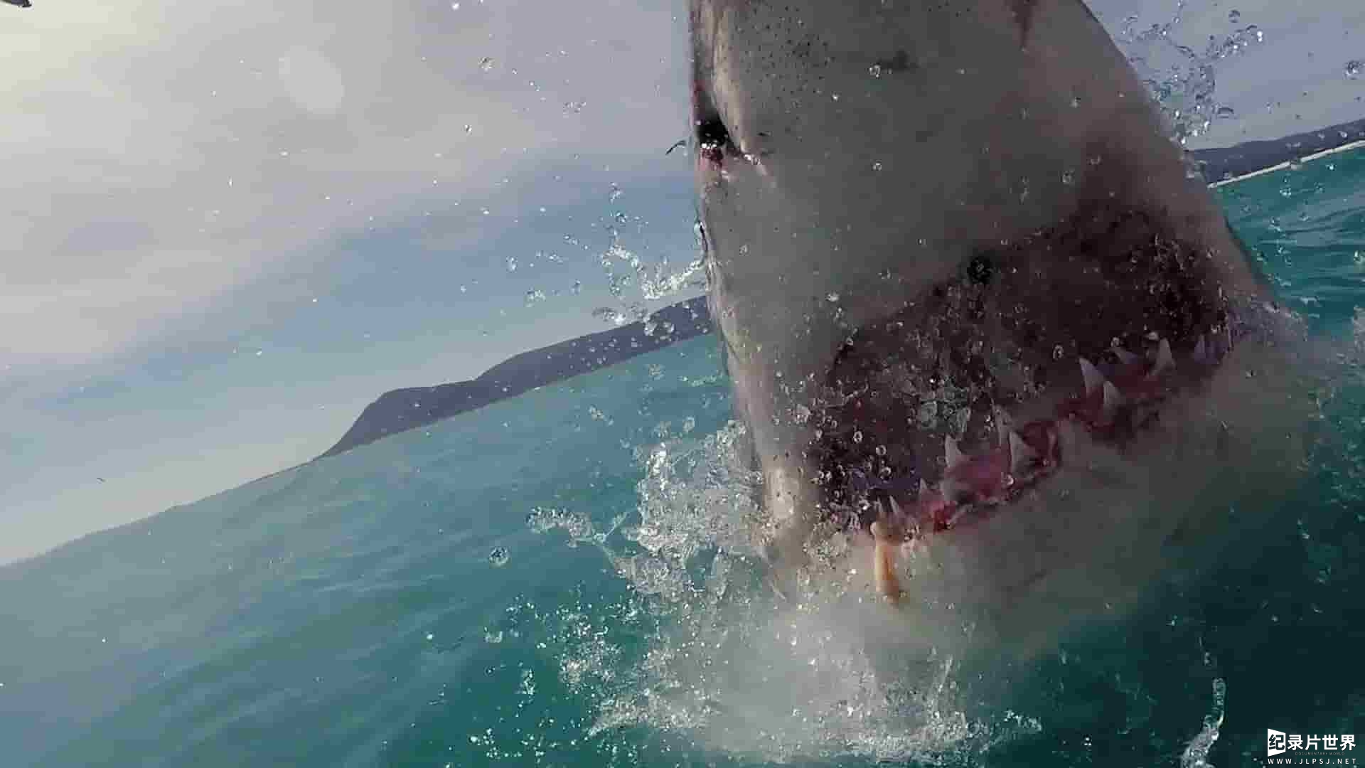 国家地理《鲨鱼海豚浴血战 Sharks vs. Dolphins: Blood Battle 2020》全1集 