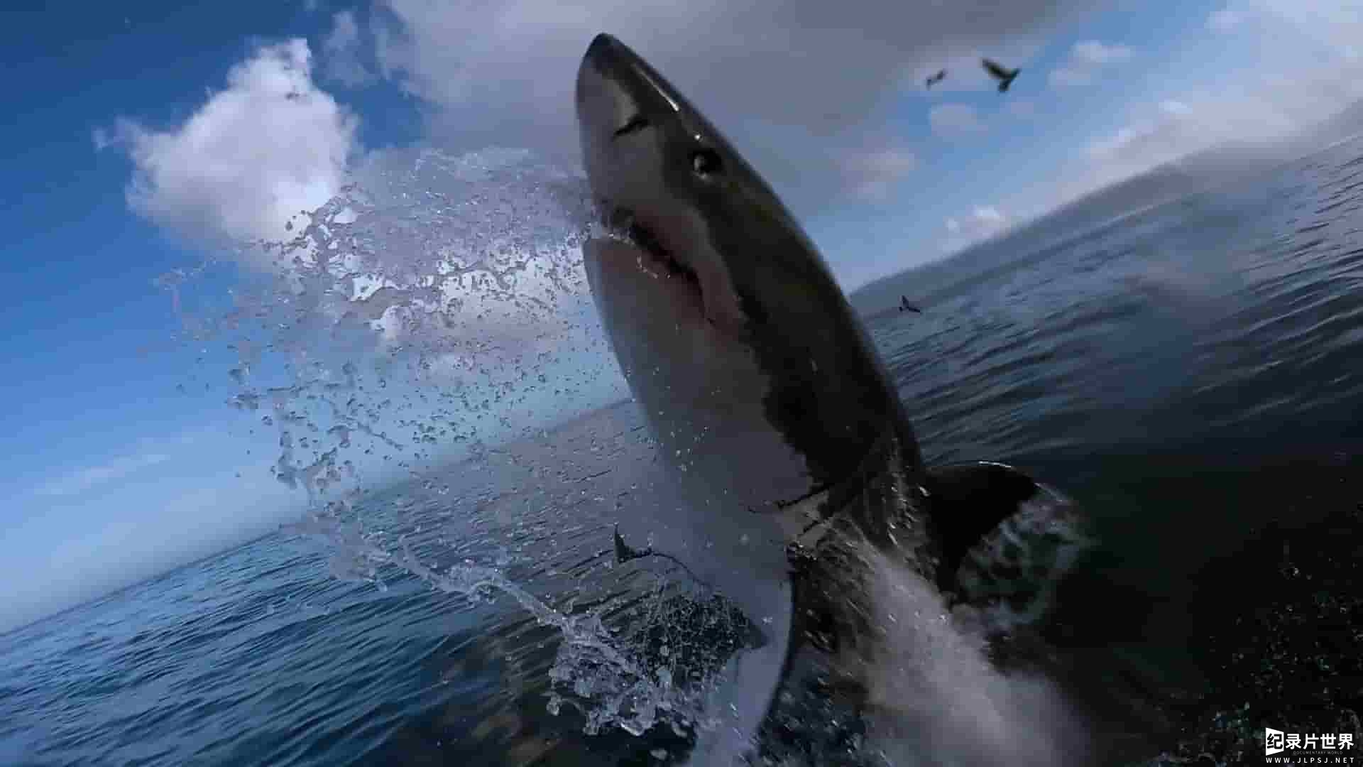 国家地理《世上最危险的鲨鱼？World's Most Dangerous Shark? 2021》全1集