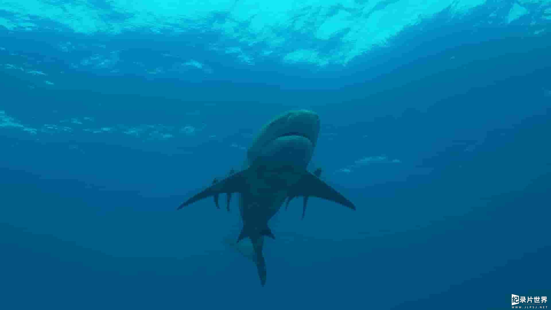 国家地理《牛鲨的秘密 Secrets of the Bull Shark 2020》全1集