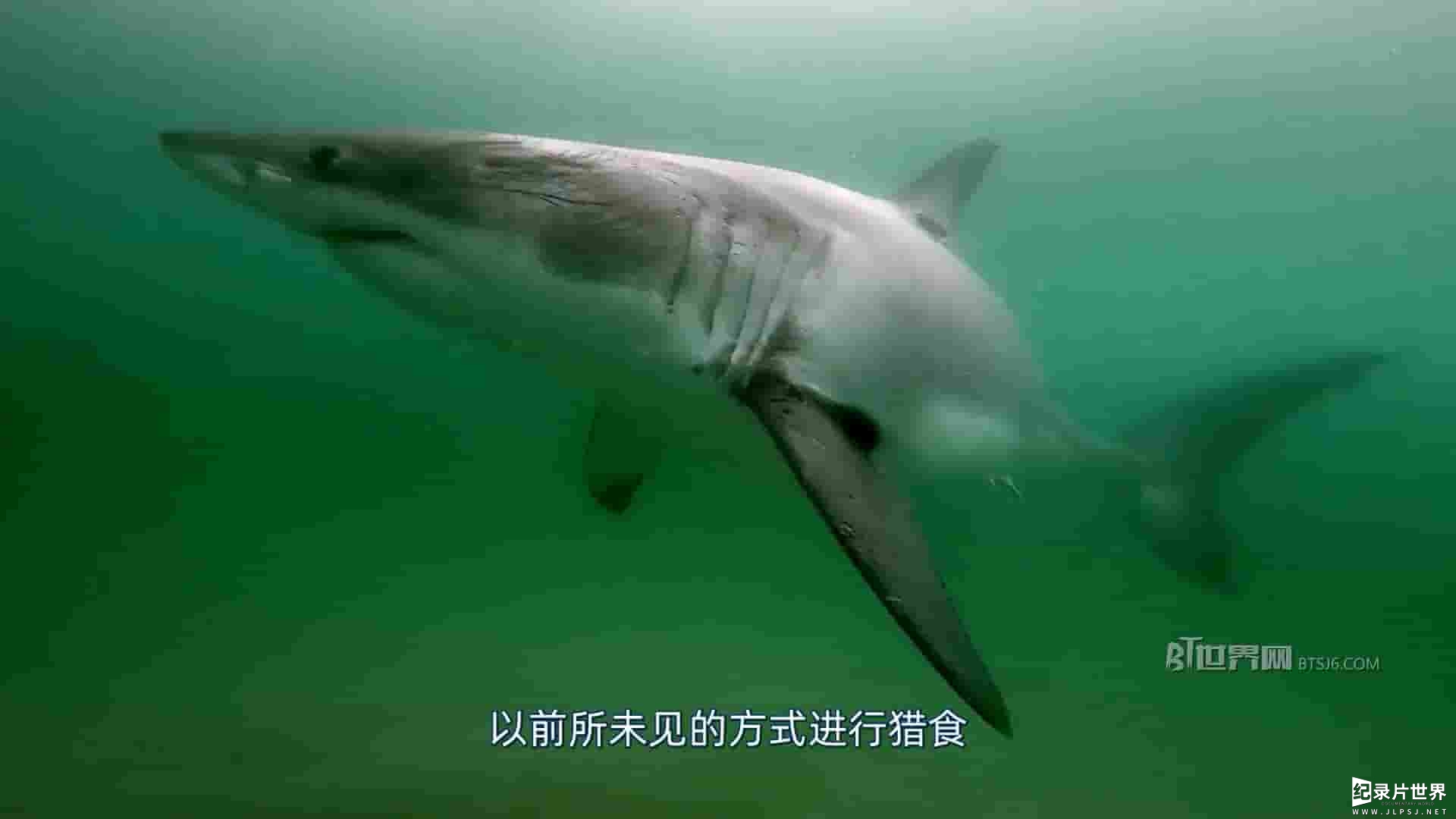 国家地理《大白鲨的奇幻漂流 Return of the White Shark 2023》全1集