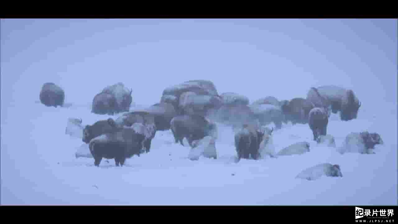 PBS纪录片《黄石公园的融雪时节 Great Yellowstone Thaw 2017》全3集