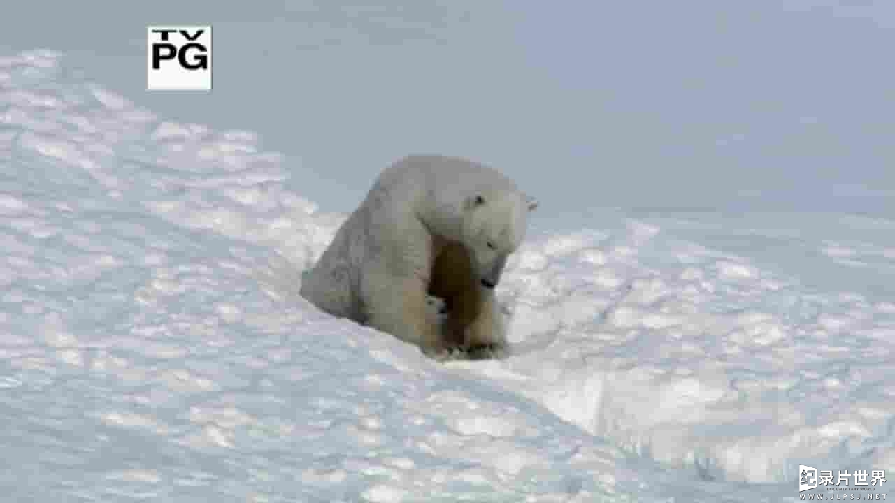 PBS纪录片《冰雪大地：冬季生灵 Nature Snowbound Animals of Winter 2017》全1集