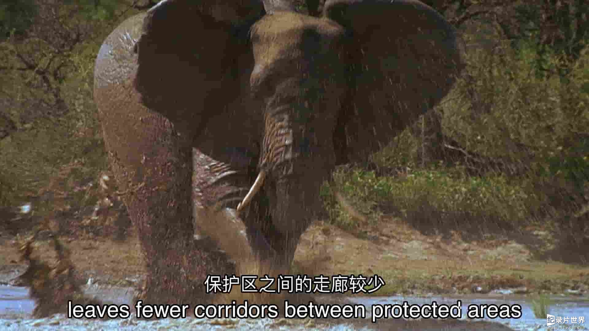 PBS纪录片《逃亡中的大象 Elephants on the Run 2023》全1集 