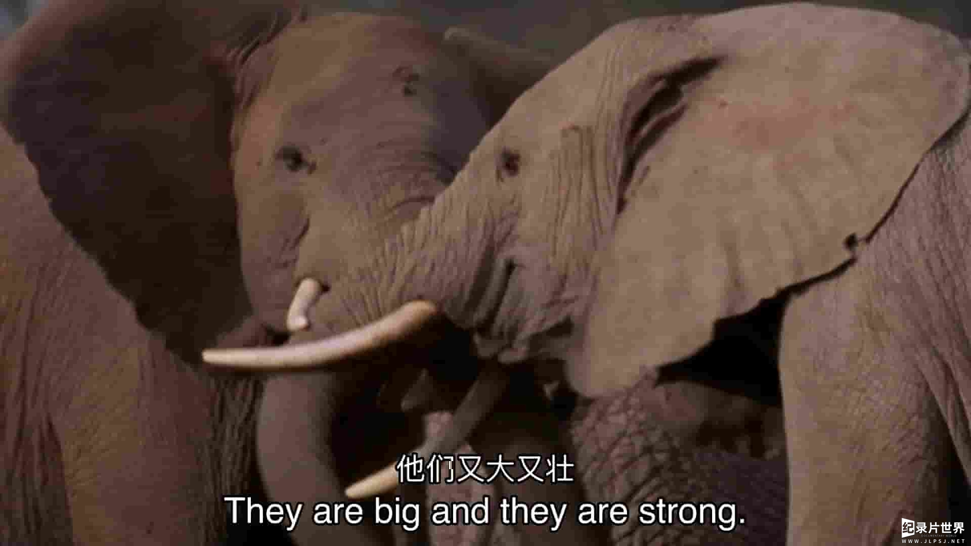 PBS纪录片《逃亡中的大象 Elephants on the Run 2023》全1集 