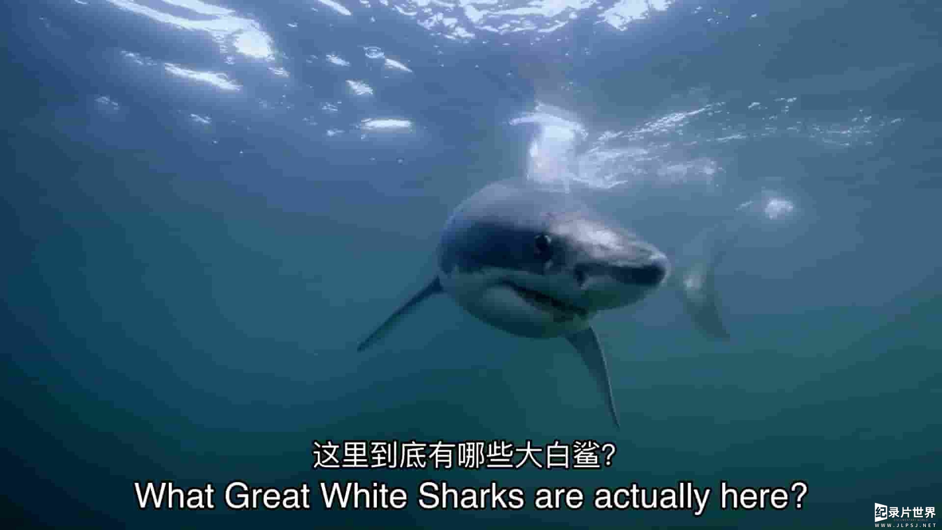 探索频道《浅滩上的大白鲨 Jaws in the Shallows 2023》全1集