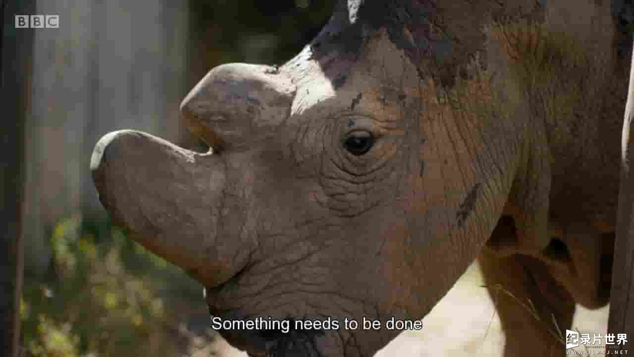 BBC纪录片《苏丹：最后的犀牛Sudan The Last of the Rhinos 2017》全1集