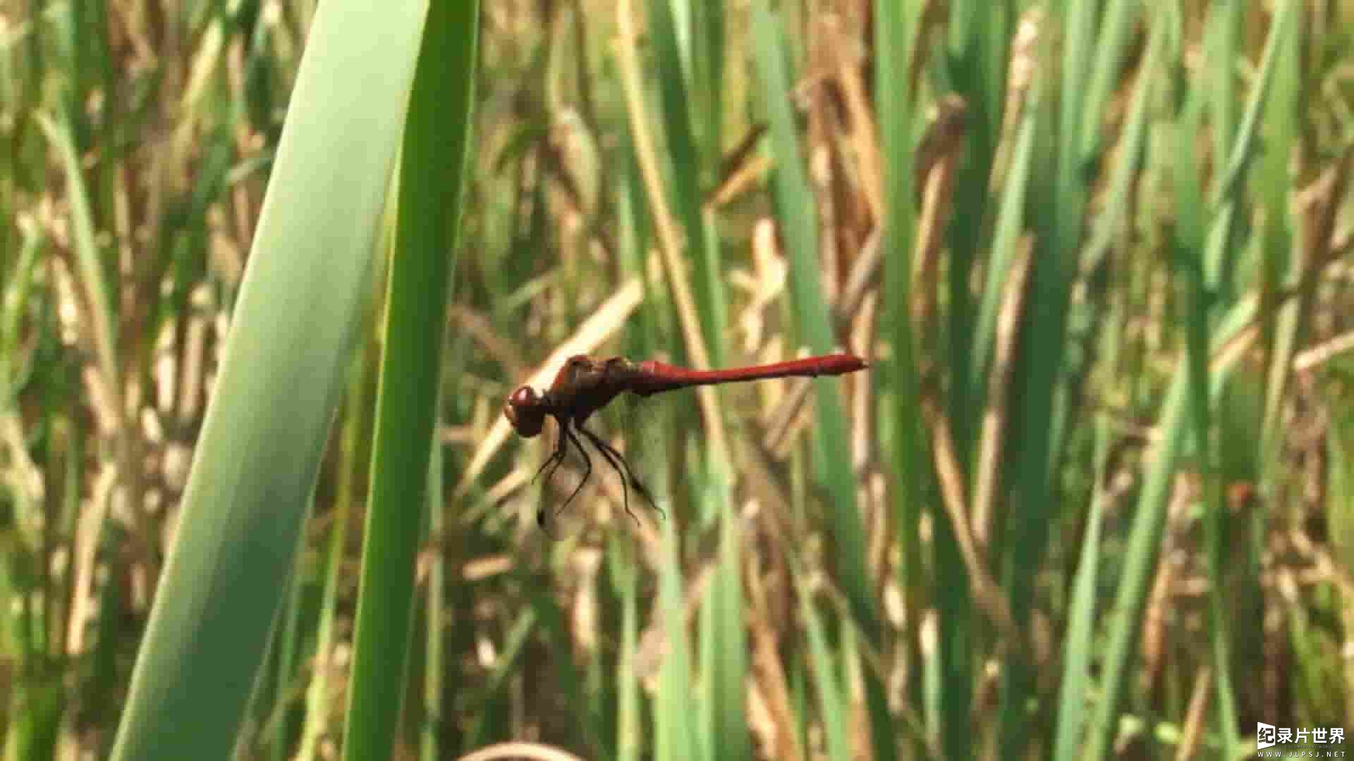 ORF纪录片《空中猎手：蜻蜓的世界 Sky Hunters The World Of The Dragonfly 2010》全1集 