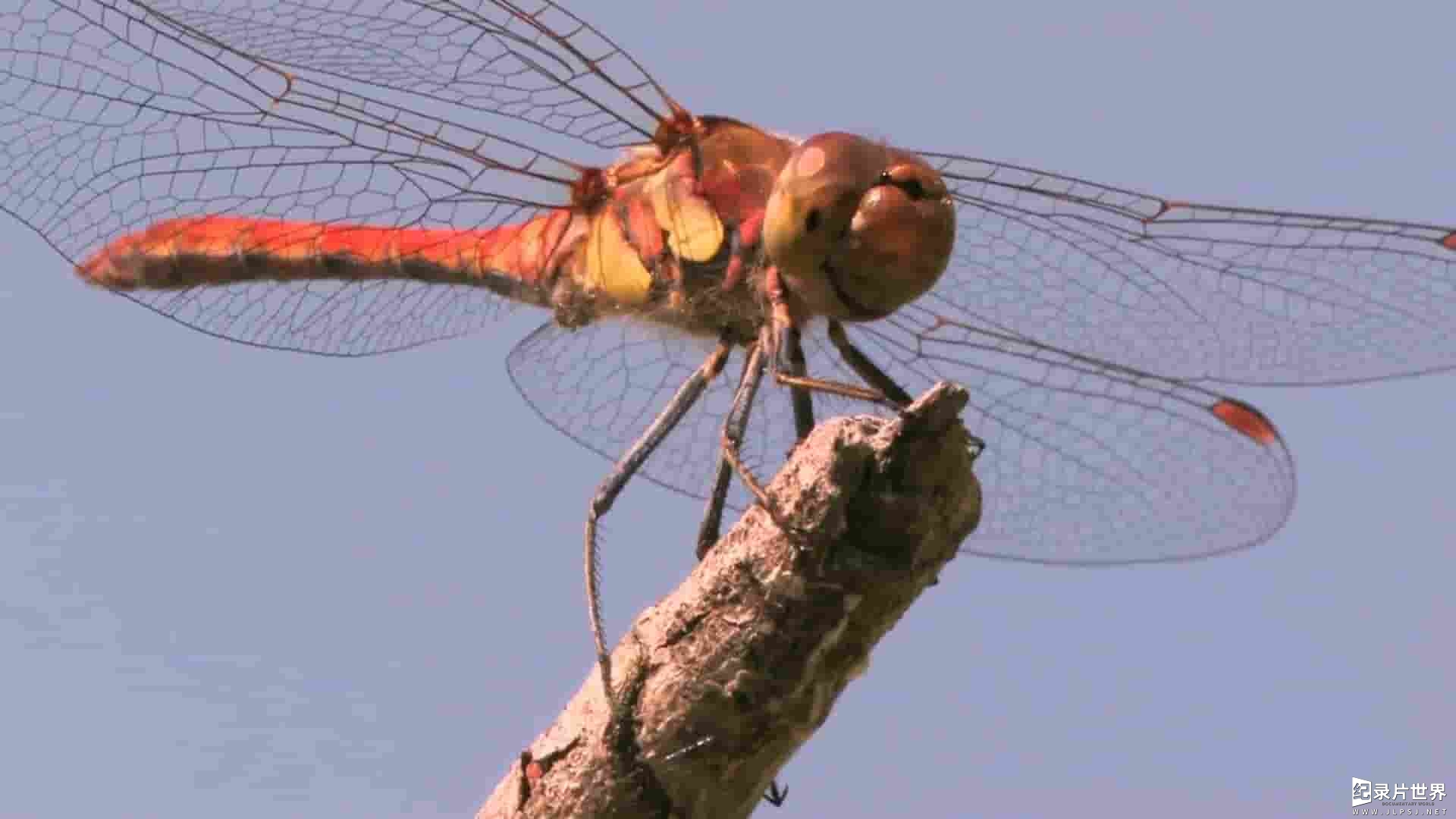 ORF纪录片《空中猎手：蜻蜓的世界 Sky Hunters The World Of The Dragonfly 2010》全1集 
