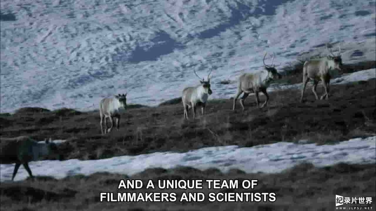 PBS纪录片《自然伟大竞赛—驯鹿 Nature's Great Race Caribou 2017》全1集 