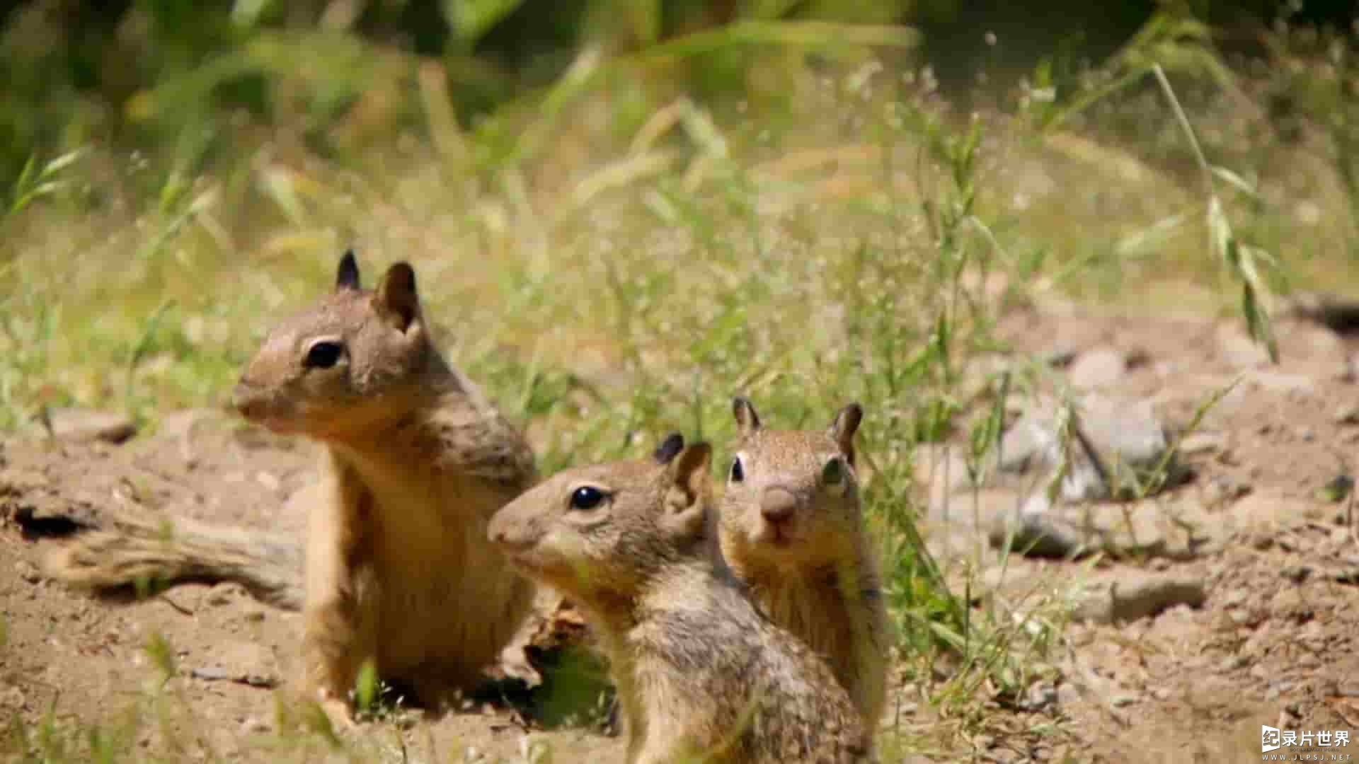 BBC纪录片《世界上最狡猾的动物 World's Sneakiest Animals 2016》全3集