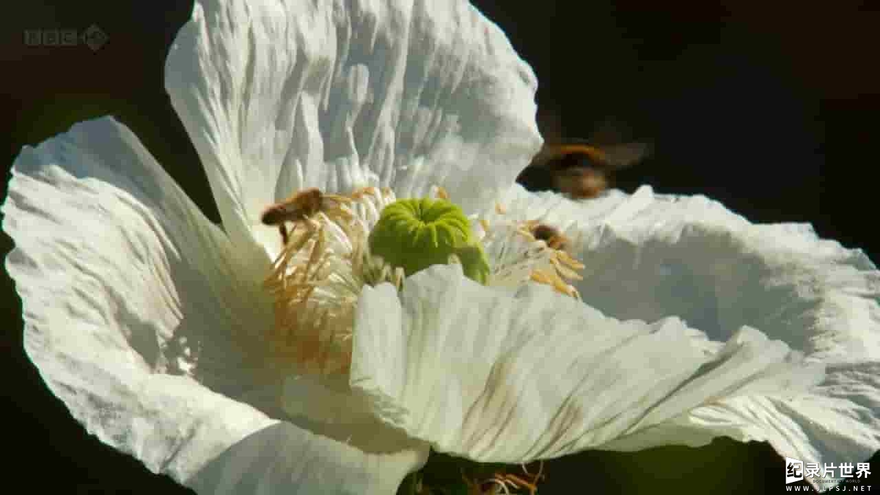 BBC纪录片《海利根失乐园 Heligan: Secrets of the Lost Gardens》全1集