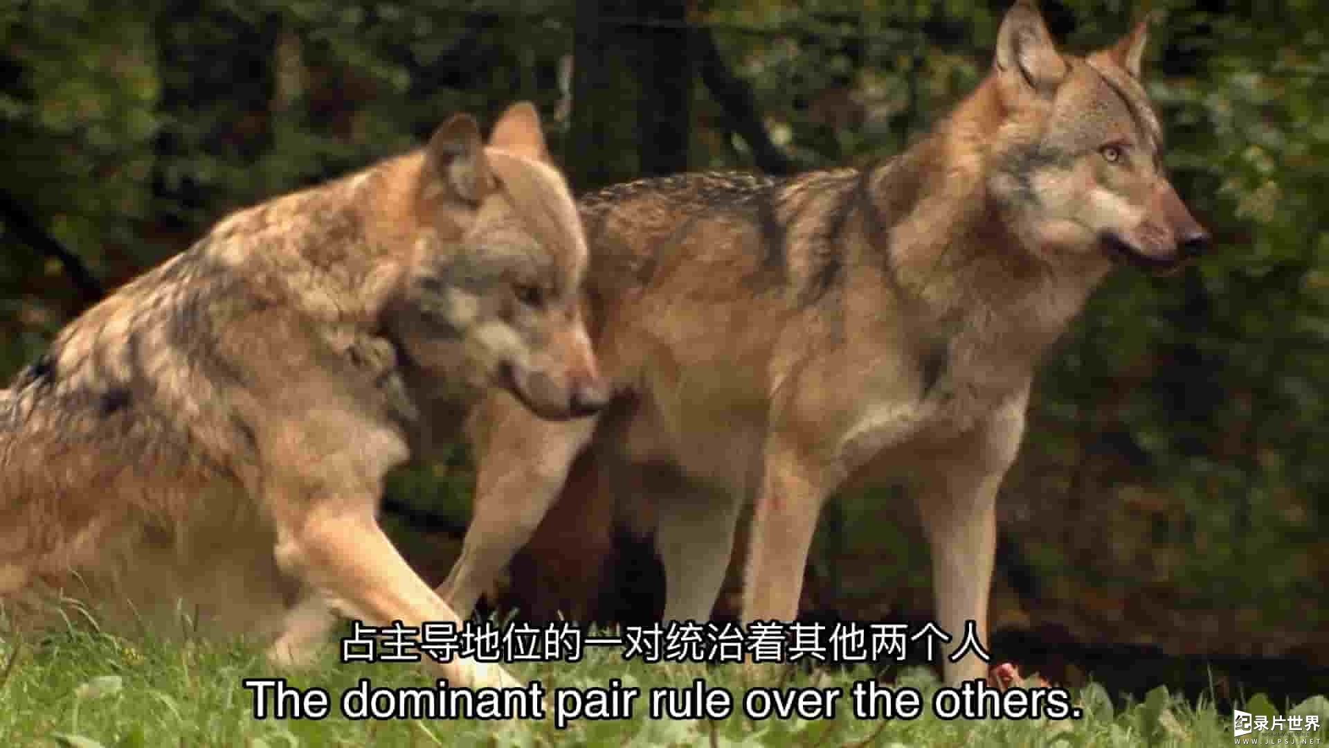 Curiosity纪录片《德国野狼—真实的面目 Germany's Wild Wolves - As They Really Are 2023》全1集