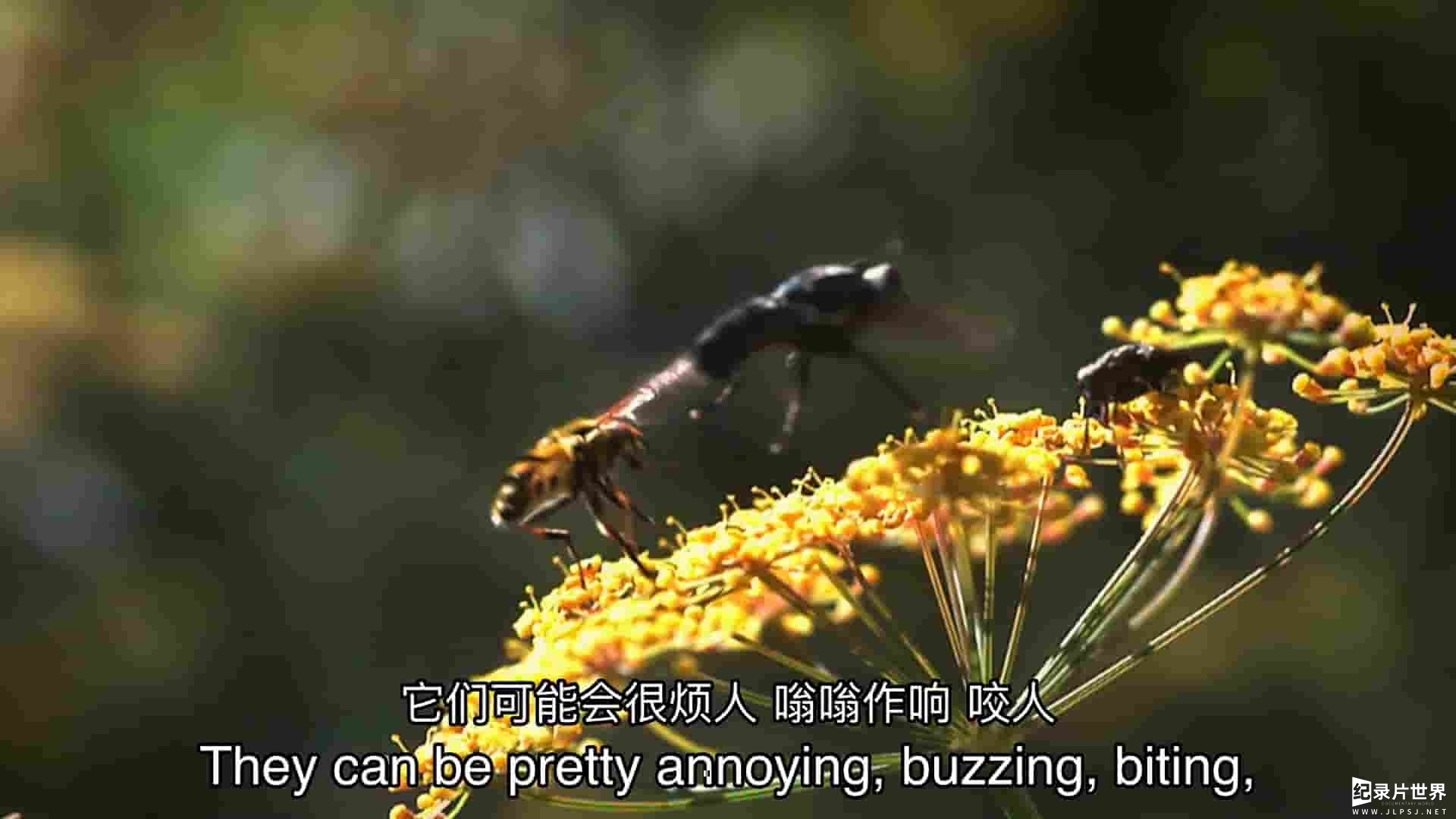 Curiosity纪录片《昆虫世界 Insect World 2023》全1集