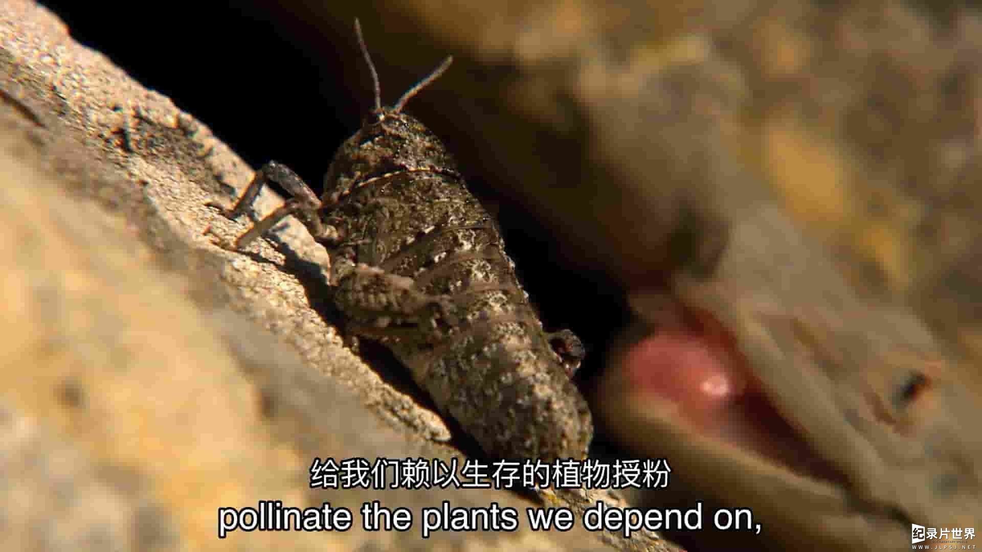 Curiosity纪录片《昆虫世界 Insect World 2023》全1集