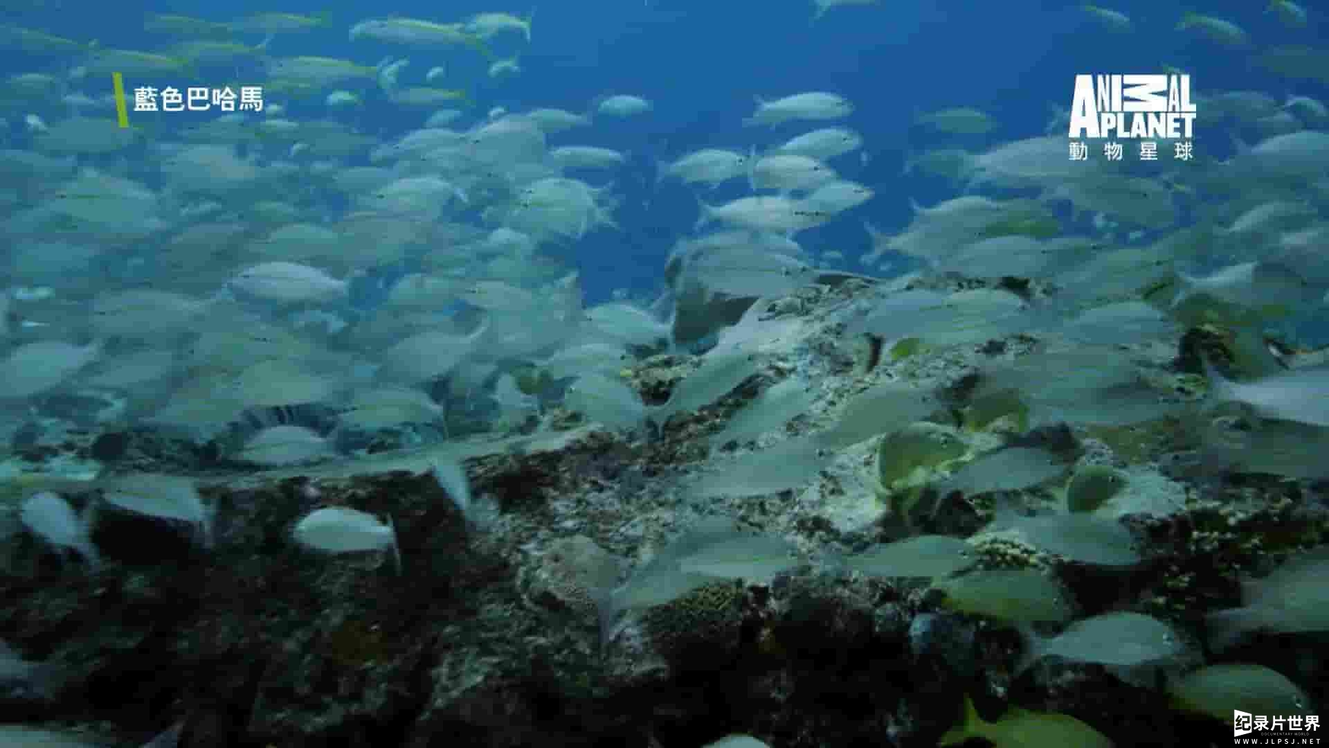 探索频道 动物星球《蓝色巴哈马：珊瑚礁 Bahama Blue:Coral 2017》全1集 