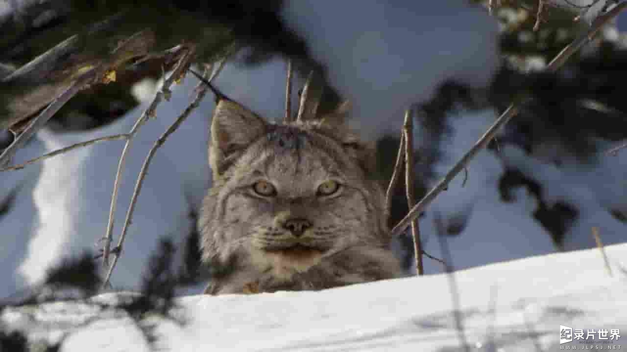 CBC纪录片《狂野加拿大 The Wild Canadian Year 2017》全4集 