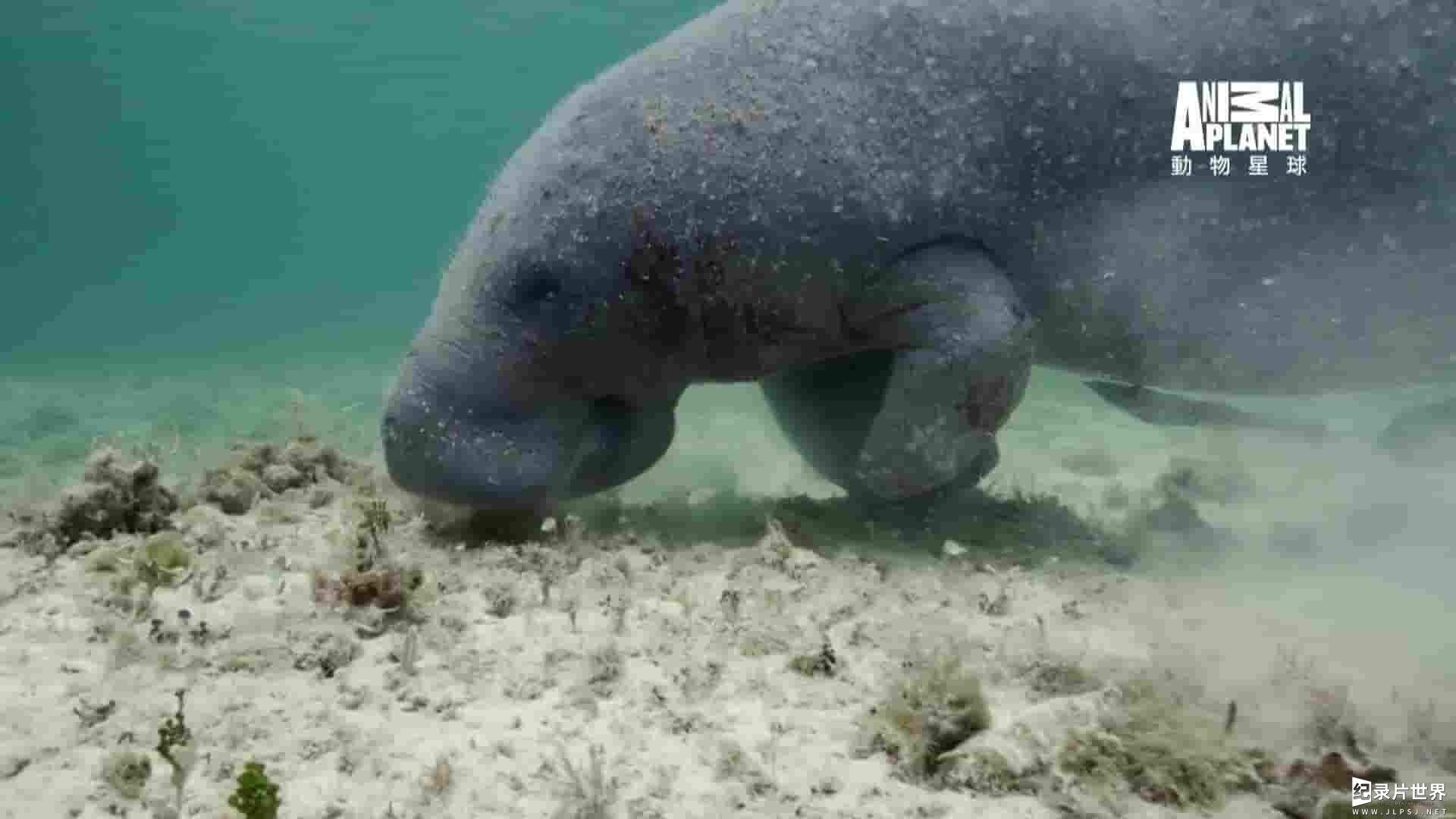 探索频道 动物星球《蓝色巴哈马：沙滩公寓 Bahama Blue:The Sand Flats 2017》全4集