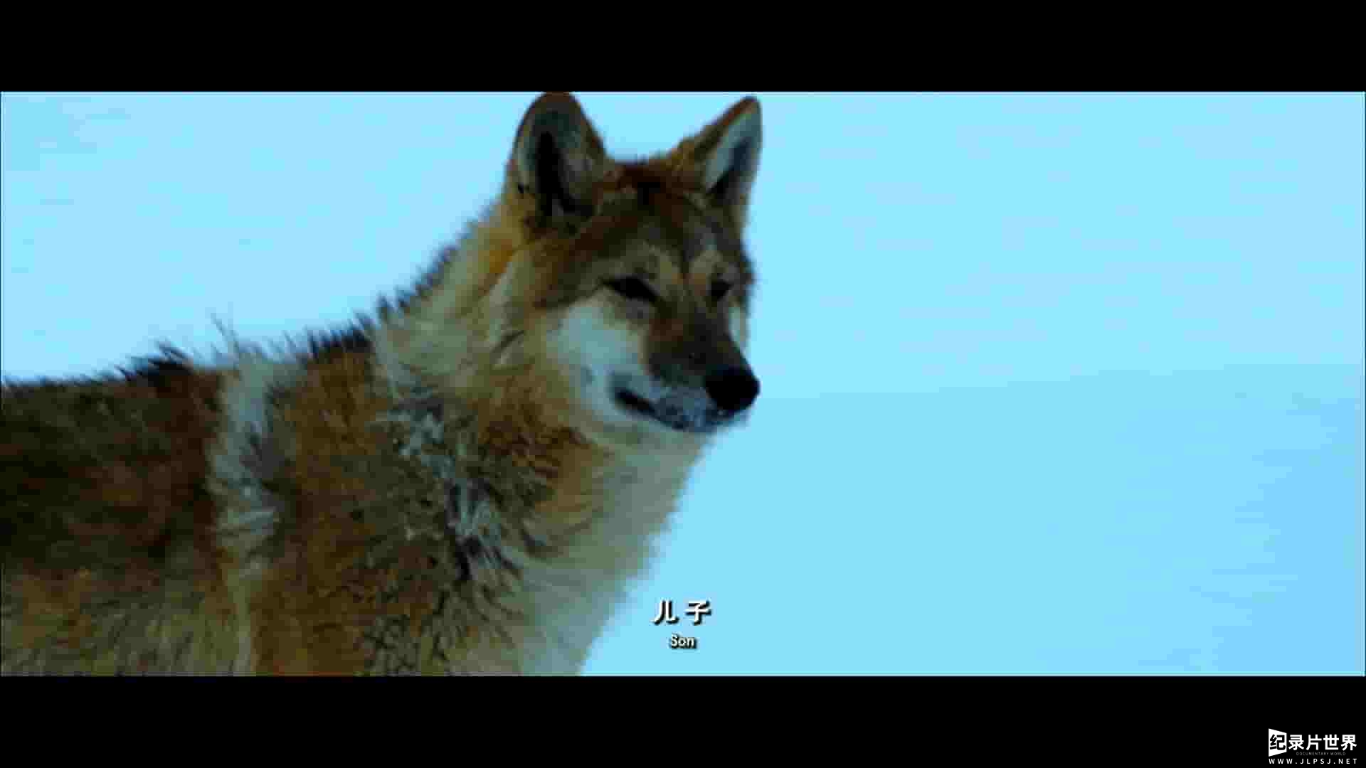 国产纪录片《重返·狼群 Return To The Wolves 2017》全1集