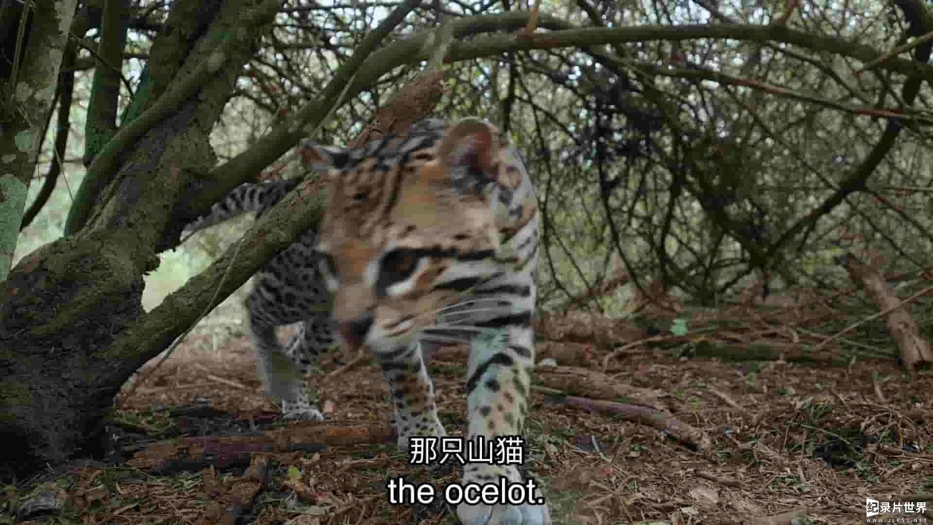 PBS纪录片《美国豹猫 American Ocelot 2022》全1集