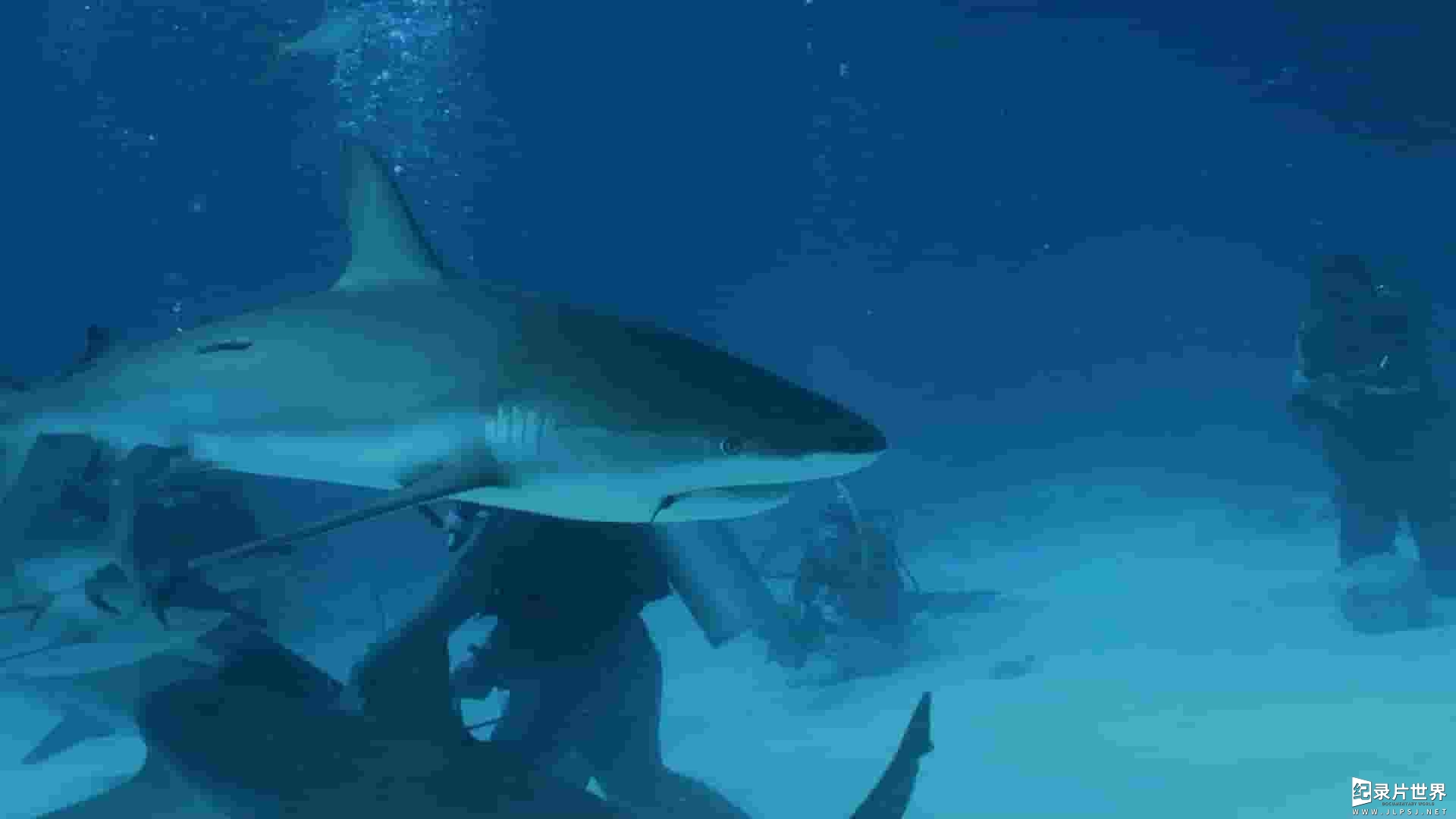 国家地理《百慕大三角：鲨魚 Sharks of the Bermuda Triangle 2020》全1集 
