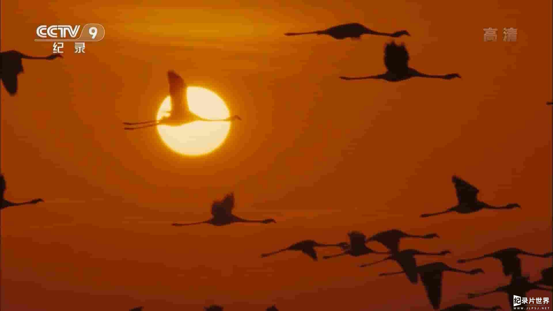央视纪录片《火烈鸟的传说 2017》全1集