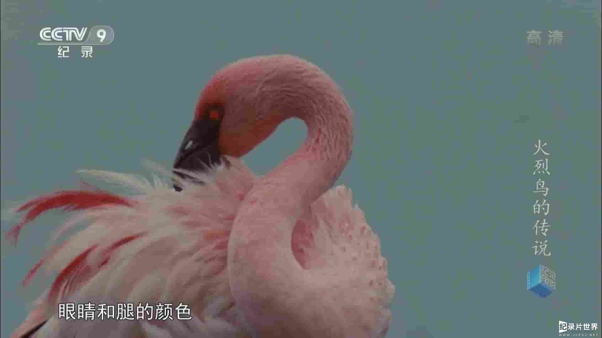 央视纪录片《火烈鸟的传说 2017》全1集