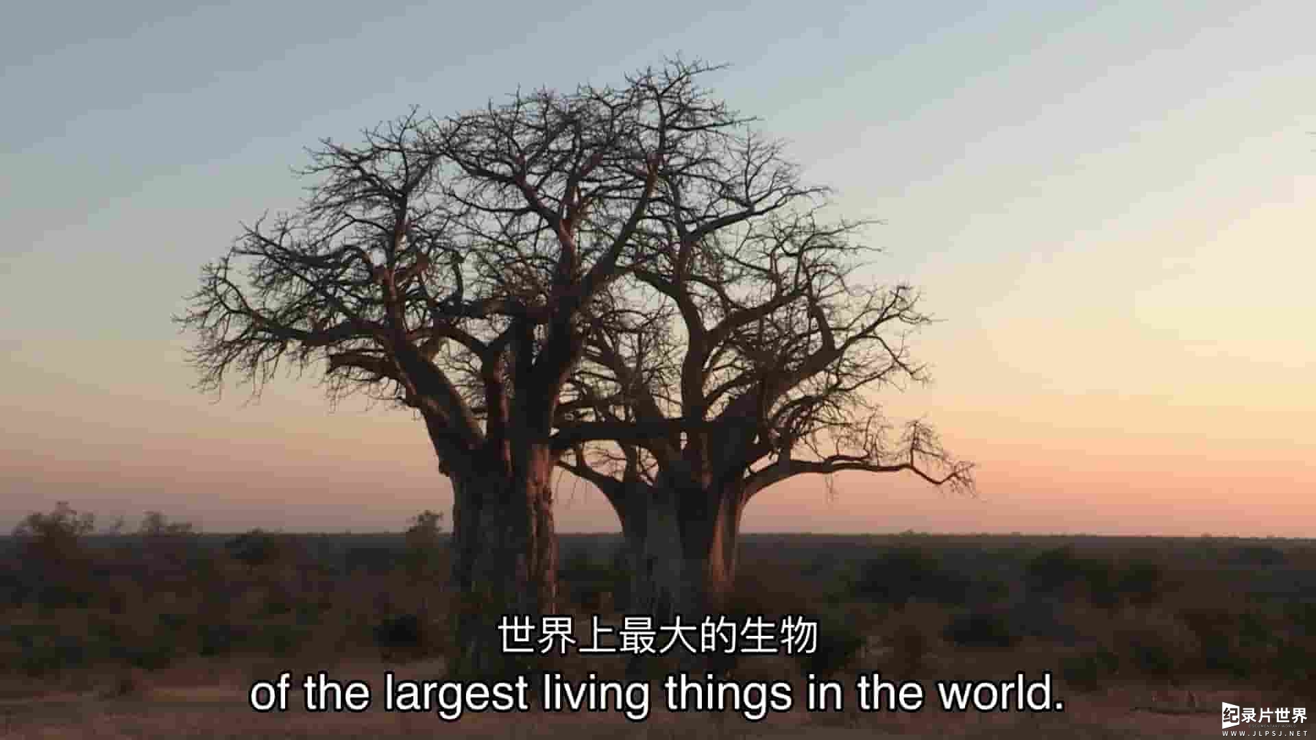 Curiosity纪录片《猴面包树：颠倒的树 Baobab: The Upside-Down Tree 2023》全1集 