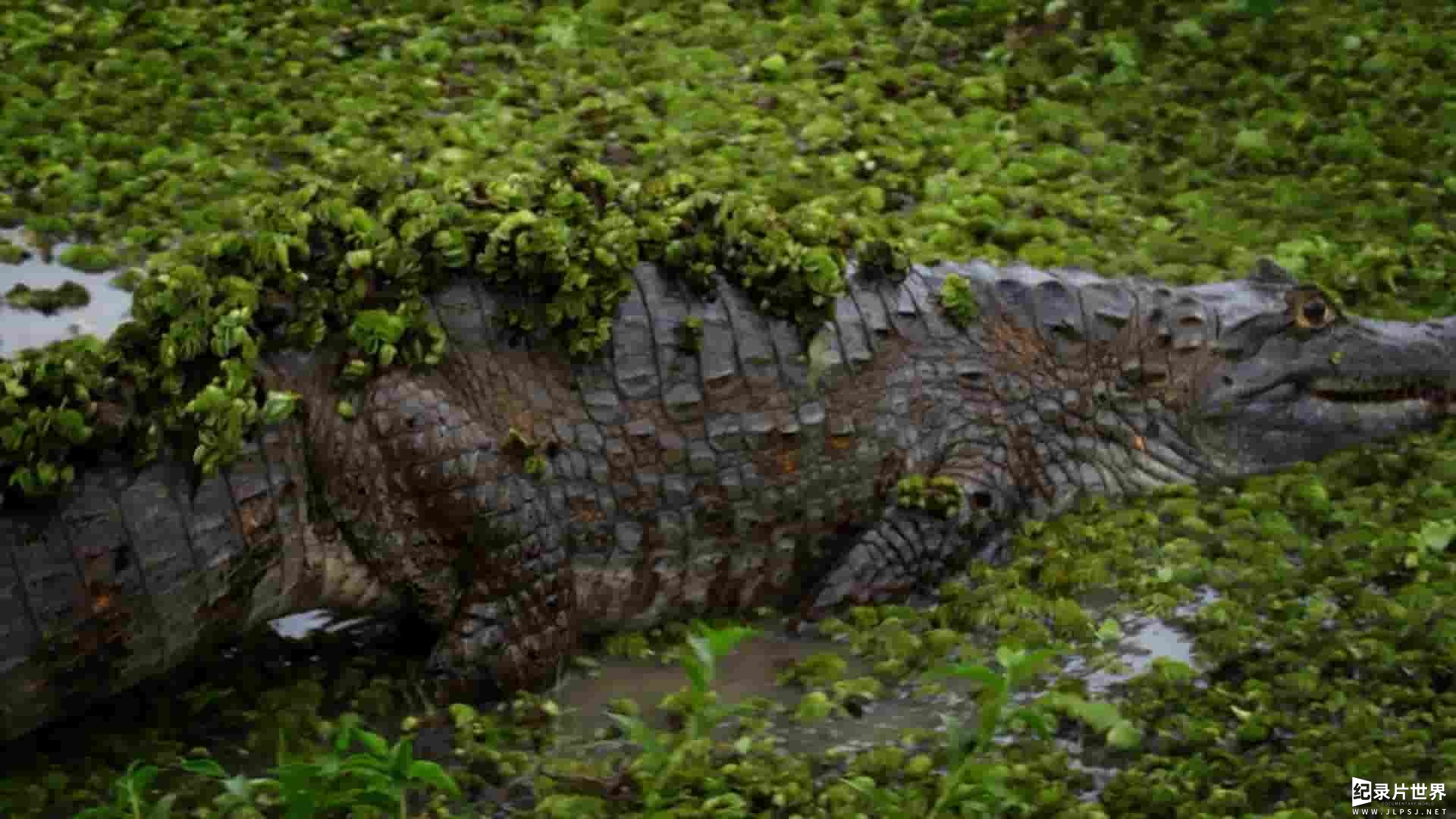 PBS纪录片《亚马逊的古代建造者 Ancient Builders of the Amazon 2023》全1集