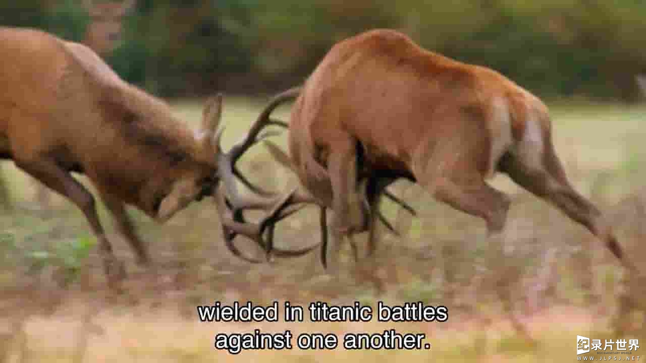 PBS纪录片《极端动物武器 Extreme Animal Weapons 2017》全1集