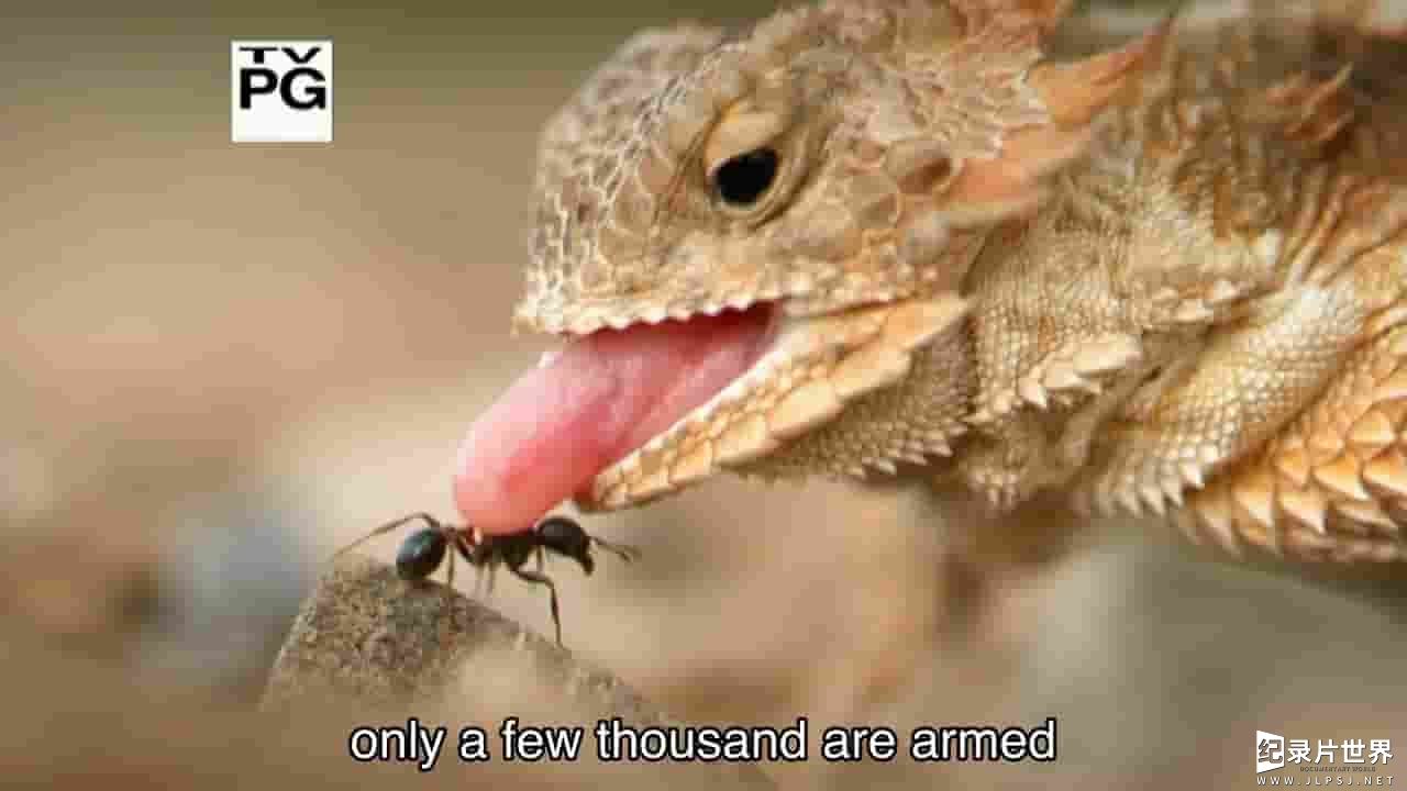 PBS纪录片《极端动物武器 Extreme Animal Weapons 2017》全1集