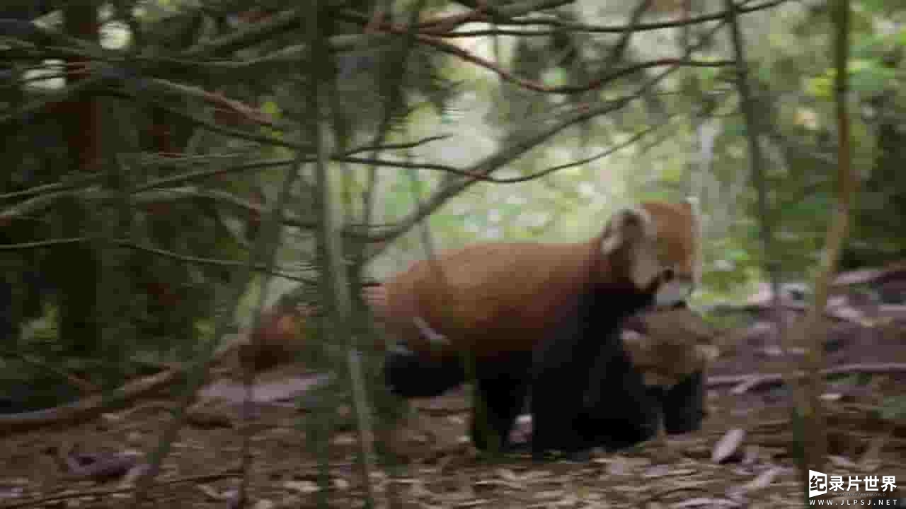ORF纪录片《小熊猫：世界最萌 Red Panda Worlds Cutest Animal 2017》全1集