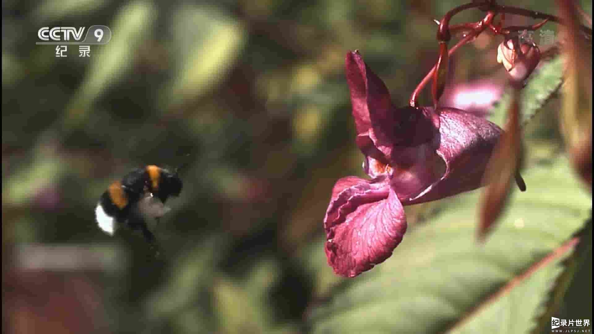 央视纪录片《揭秘熊峰 Secrets of BumbleBees 2017》全1集