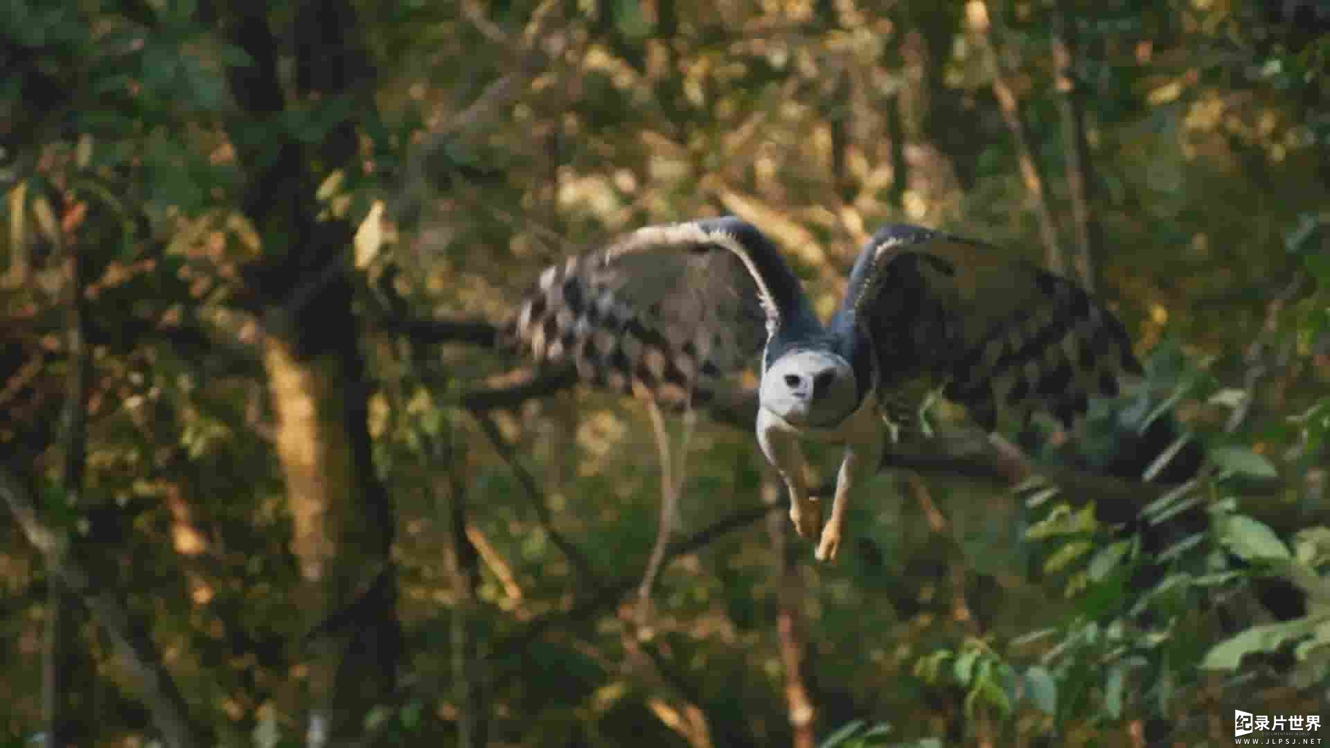 TerraMater纪录片《巴西—自然历史 Brazil A Natural History 2015》全5集