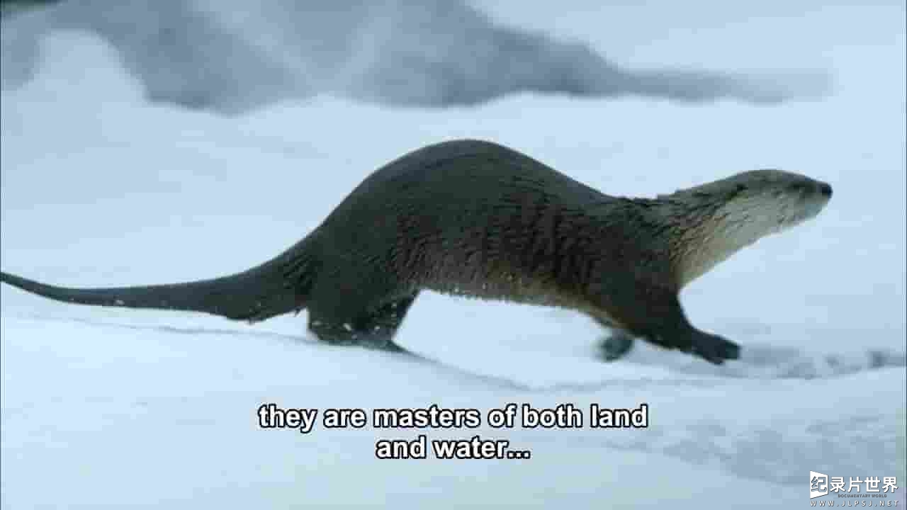 PBS纪录片《查理和奇妙水獭 Charlie and the Curious Otters 2017》全1集