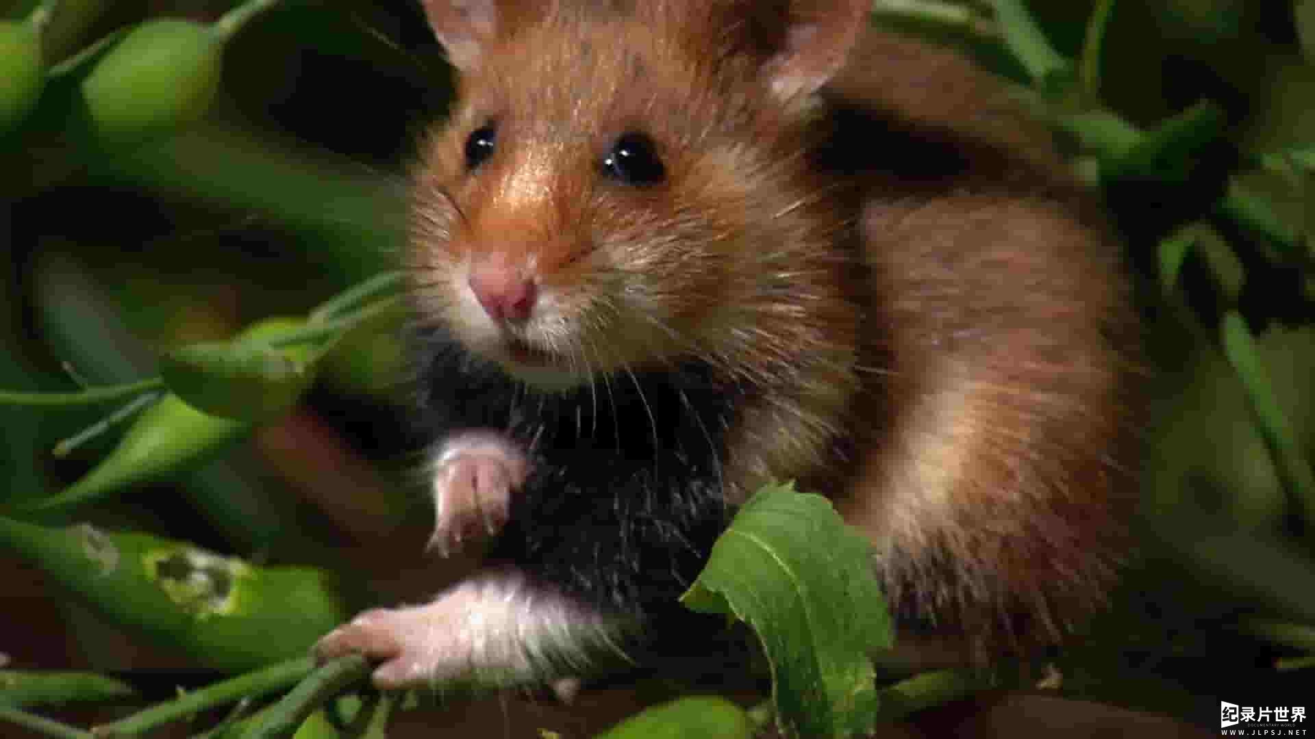 Curiosity纪录片《激烈的竞争 Rat Race 2023》全1集