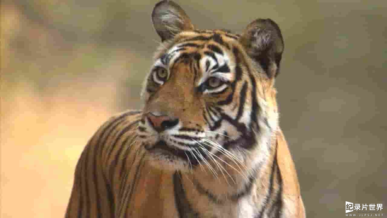 探索频道《孟加拉虎的母爱 A Bengal Tiger’s Motherly Love 2008》全1集
