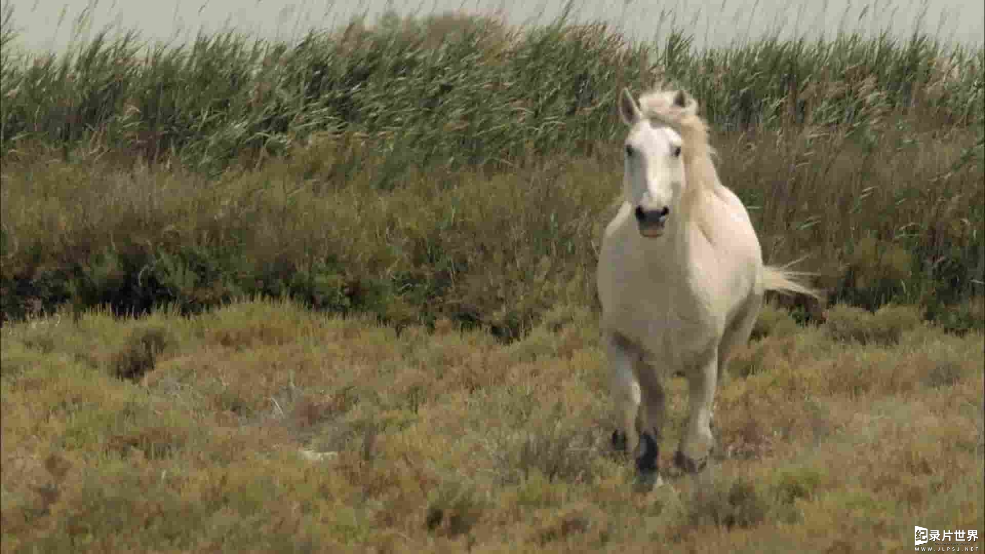 ZED纪录片《沼泽野马 Wild Horses Of The Marshes 2015》全1集