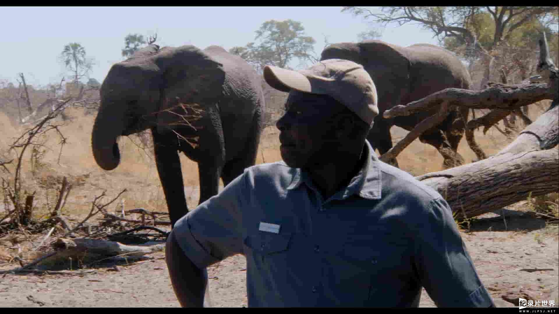 Netflix纪录片《纳勒迪：一只小象的故事 Naledi: A Baby Elephant's Tale 2016》全1集