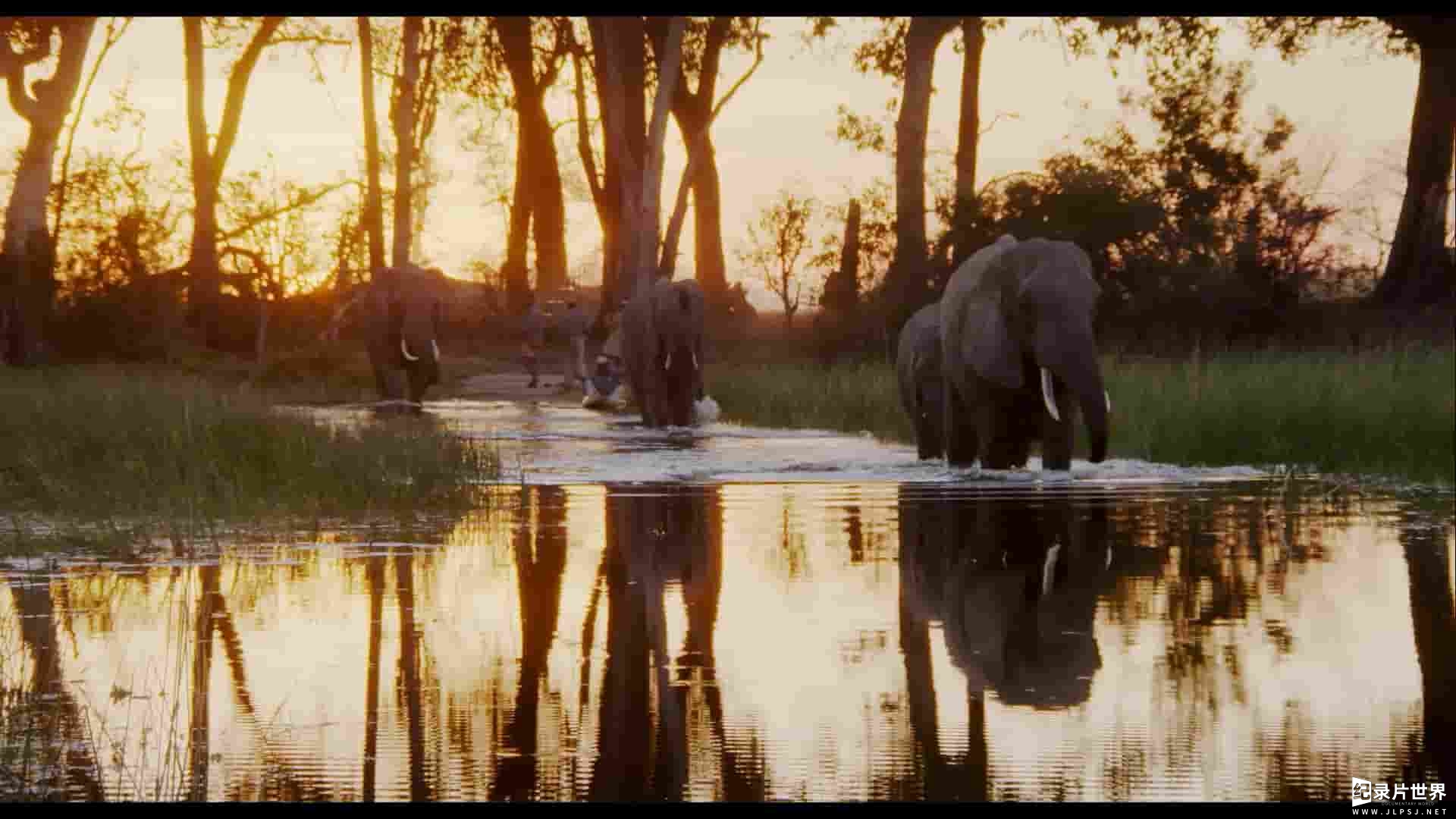 Netflix纪录片《纳勒迪：一只小象的故事 Naledi: A Baby Elephant's Tale 2016》全1集