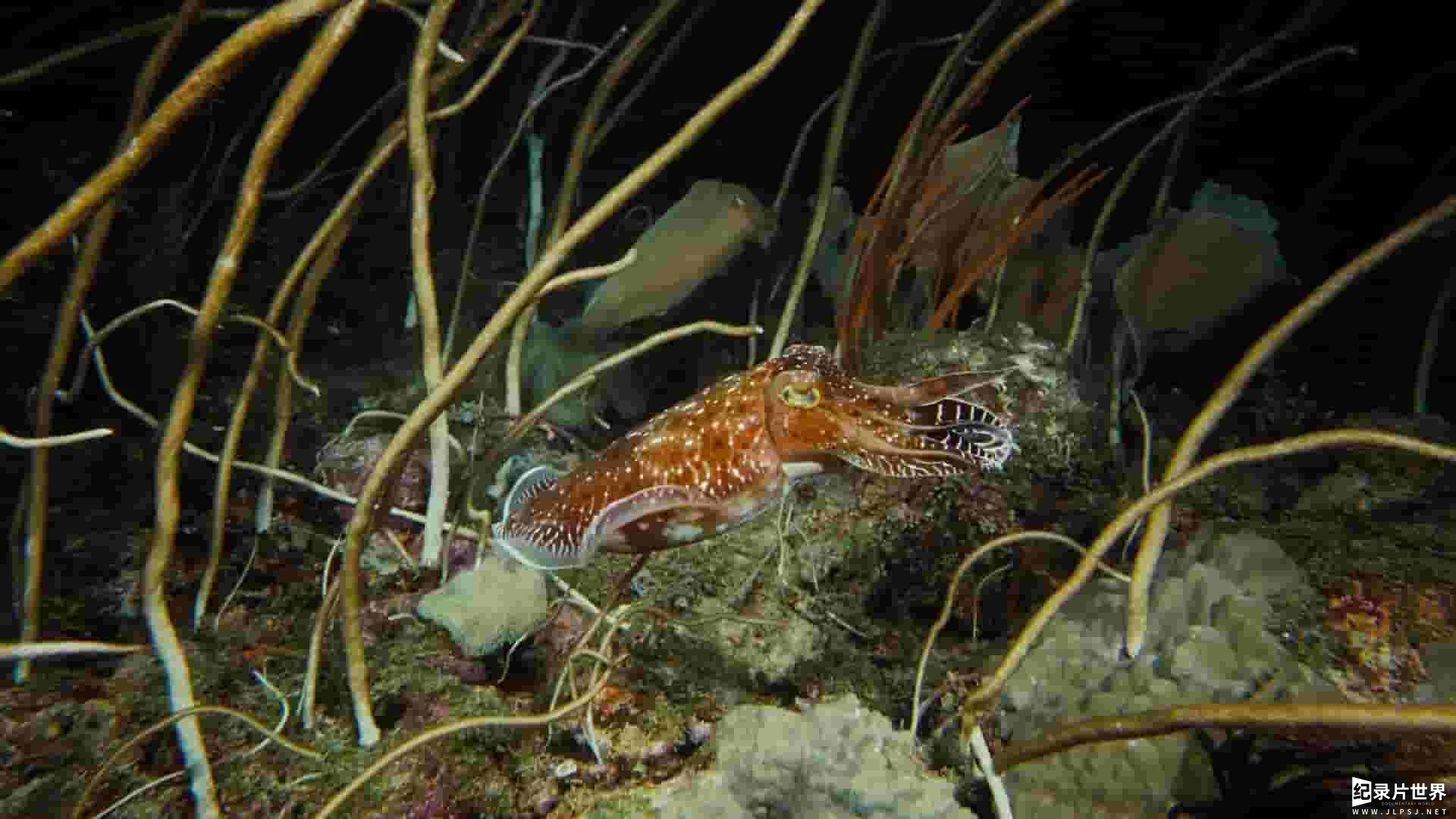 IMAX纪录片《海底世界 Under The Sea 2009》全1集