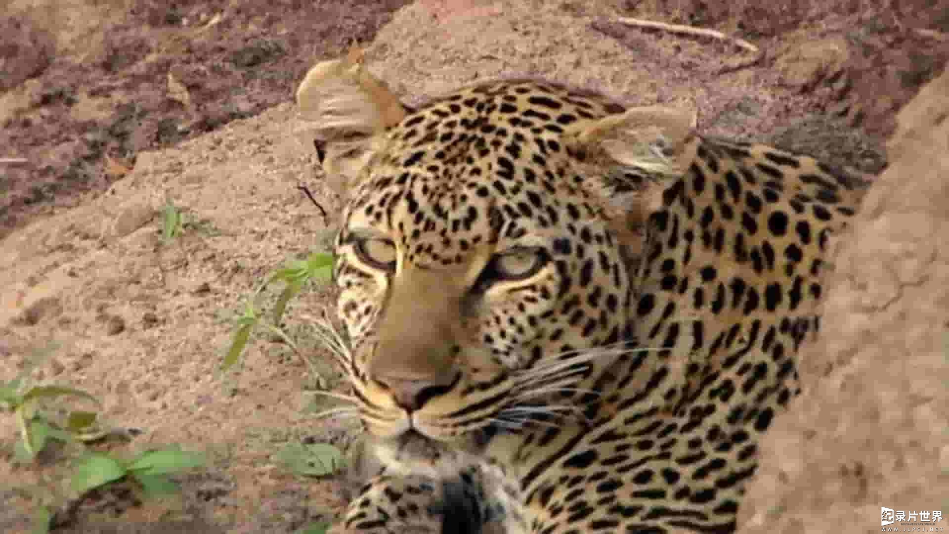 PBS纪录片《揭开美洲豹之谜/豹行天下/揭密美洲豹 Revealing the Leopard 2010》全1集