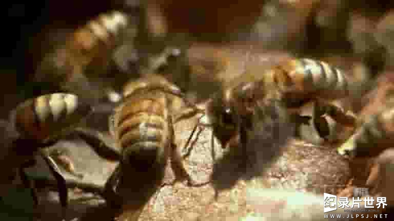 PBS纪录片《沉默的蜜蜂 Silence of the Bee 2009》全1集