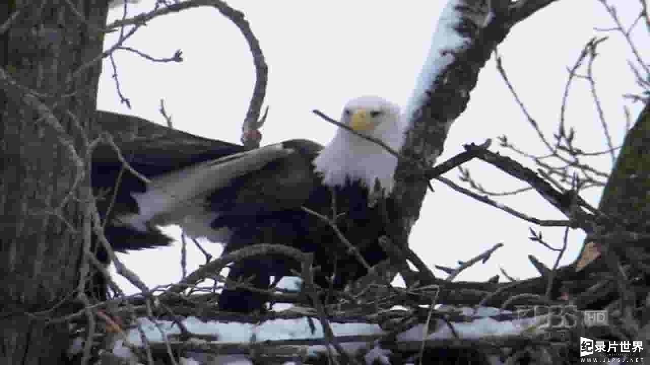 PBS纪录片《美国鹰 American Eagle 2008》全1集 
