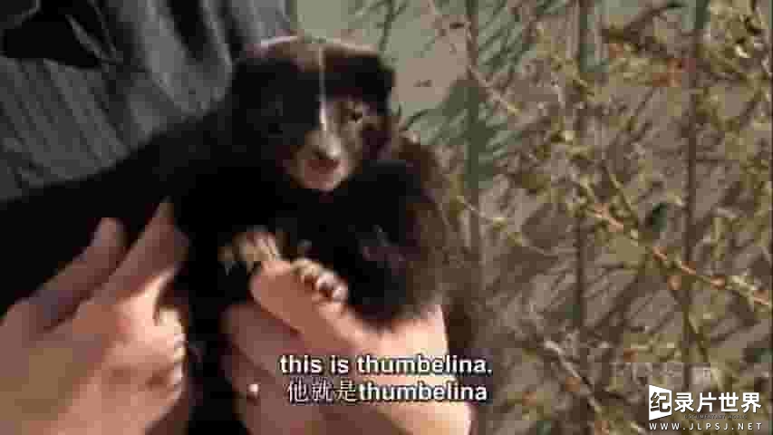 PBS纪录片《那是臭鼬吗 Is That Skunk 2009》全1集